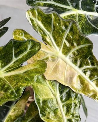 Cormi alocasia polly aurea