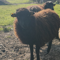 Pecore nane d'ouessant giovani