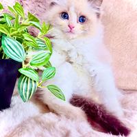 Gattino RAGDOLL con Pedigree