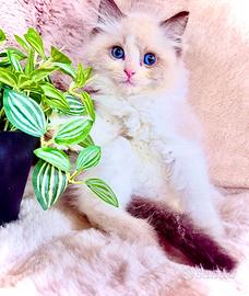 Gattino RAGDOLL con Pedigree