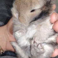 Coniglio ariete nano mini lop