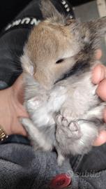 Coniglio ariete nano mini lop