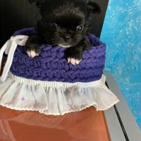 Chihuahua toy
