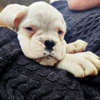 Cucciolo di Boxer bianco