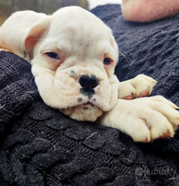 Cucciolo di Boxer bianco