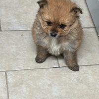 Cuccioli Di Volpino Spitz Pomerania