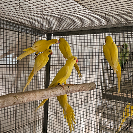 Parrocchetti dal collare lutino