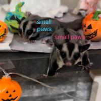 Petauro dello zucchero