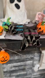 Petauro dello zucchero