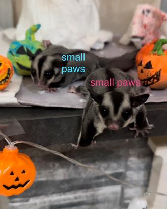 Petauro dello zucchero