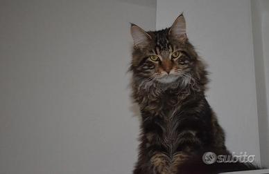 Maine Coon da monta