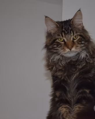 Maine Coon da monta