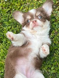 Chihuahua Femmina pelo lungo occhi chiari