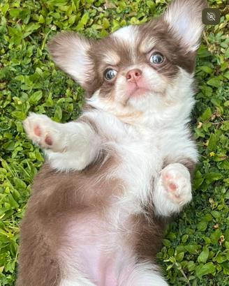 Chihuahua Femmina pelo lungo occhi chiari