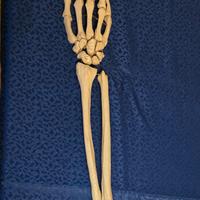Modello anatomico ossa braccio didattico