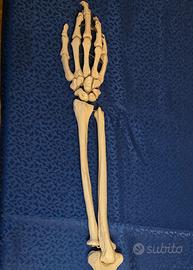 Modello anatomico ossa braccio didattico