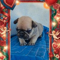 Bulldog francese