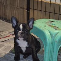 Cuccioli Bouledogue Francese pedigree Enci