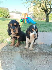 Cocker Spaniel cuccioli 
