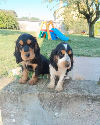 Cocker Spaniel cuccioli 