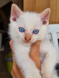 Cucciolo Gattino tipo Siamese Red Point