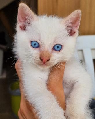 Cucciolo Gattino tipo Siamese Red Point