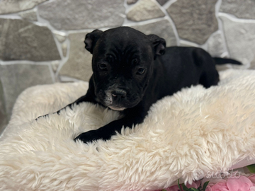 American Bully pocket