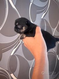 Chihuahua cuccioli