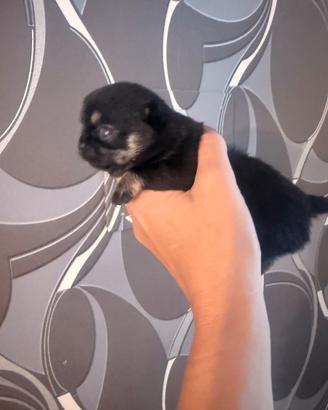 Chihuahua cuccioli