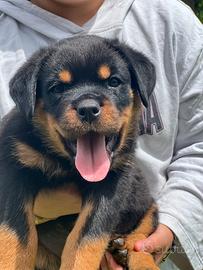 Cuccioli rottweiler