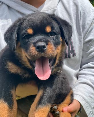 Cuccioli rottweiler