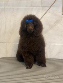 Cucciola di barboncino