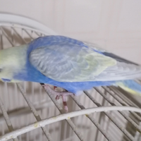 Cocorite