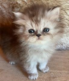 Cucciola di persiani