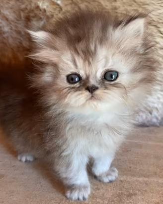 Cucciola di persiani