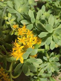 5 piantine radicate di sedum palmieri cm 20