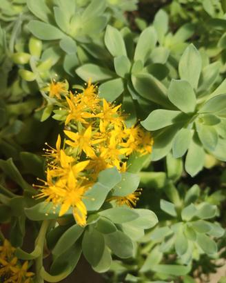 5 piantine radicate di sedum palmieri cm 20