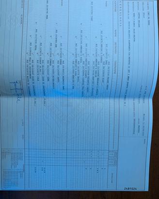 Setter inglese maschio di mesi 3