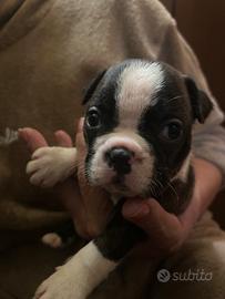 Boston terrier