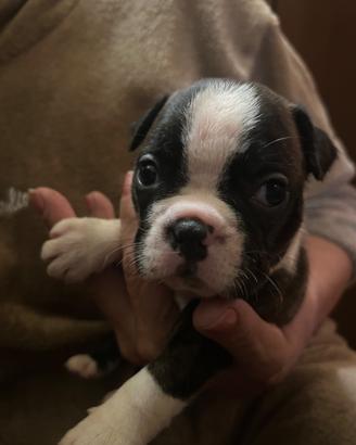 Boston terrier