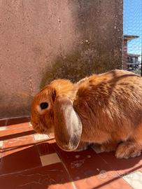 Coniglietta nana Ariete con gabbia