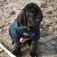 Mastino napoletano