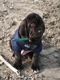 Mastino napoletano