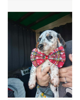Bassotto piebald