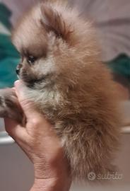 cucciolo di spitz tedesco