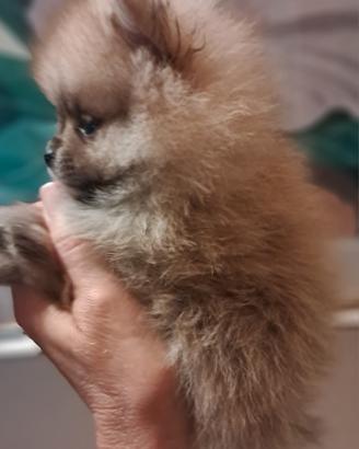 cucciolo di spitz tedesco