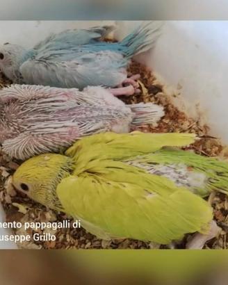 Parrocchetti dal collare