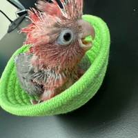 Baby Cacatua Rosa