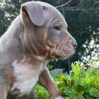 Pitbull