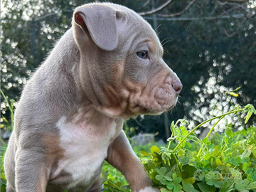 Pitbull